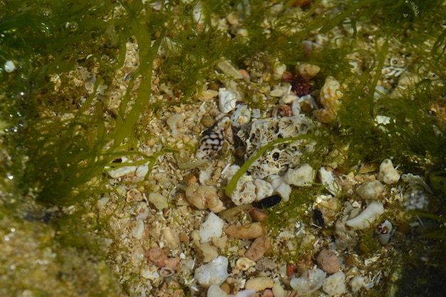 coral covered by seaweed and marine animals around it