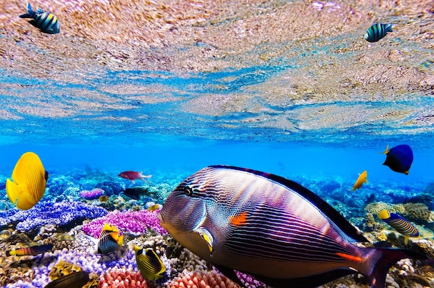 Coral and fish in the Red Sea Egypt Africa