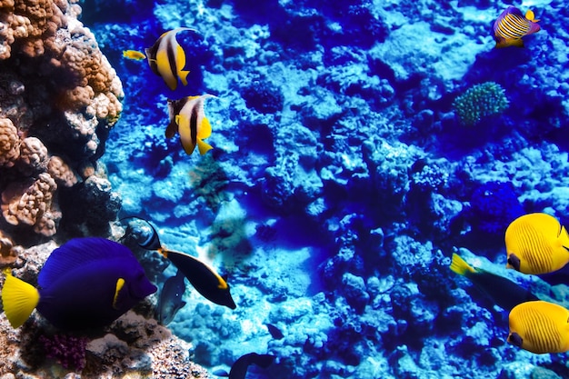 Coral and fish in the Red Sea Egypt Africa