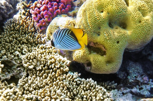 Photo coral and fish in the red seabutterfly fishegypt