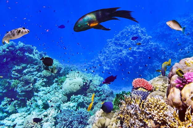 紅海のサンゴと魚エジプト