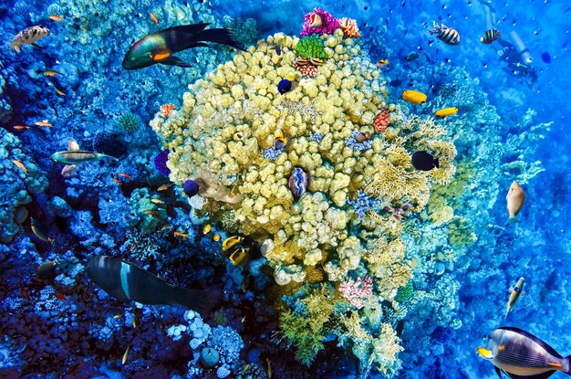 紅海のサンゴと魚エジプト