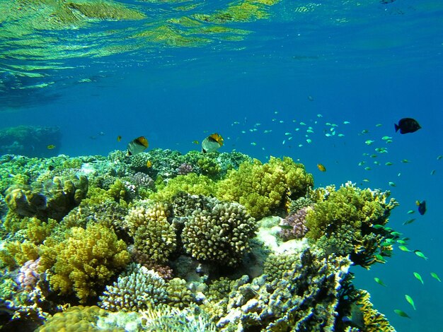 Coral and fish undersea