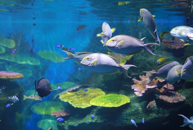 Coral and fishes in aquarium tank