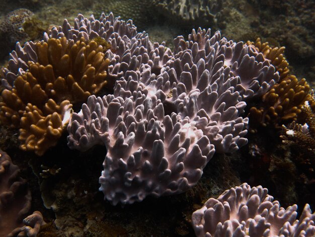 Photo coral found at coral reef area at tioman island malaysia