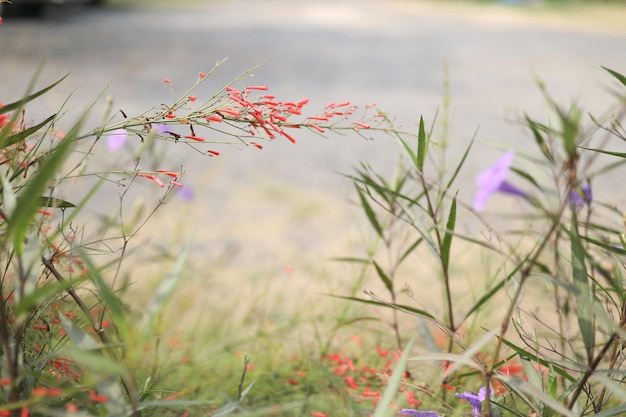 サンゴの噴水鮮やかな花畑