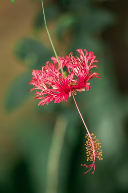 Coral Hibiscus Fringed Rose mallow