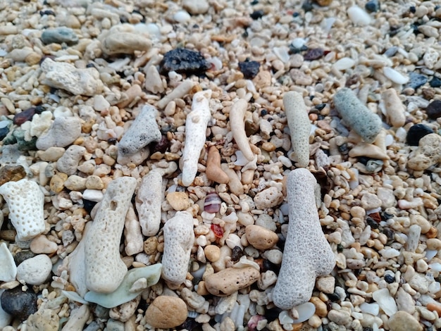 Coral in Indonesia Gorontalo Province