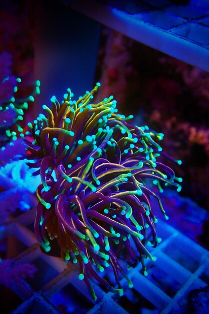 Coral in Motion - Golden Euphyllia Torch LPS coral