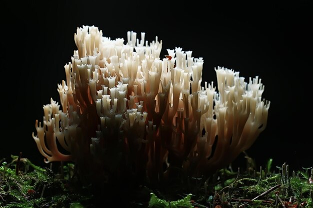 coral mushroom / macro mushroom beautiful nature photo forest