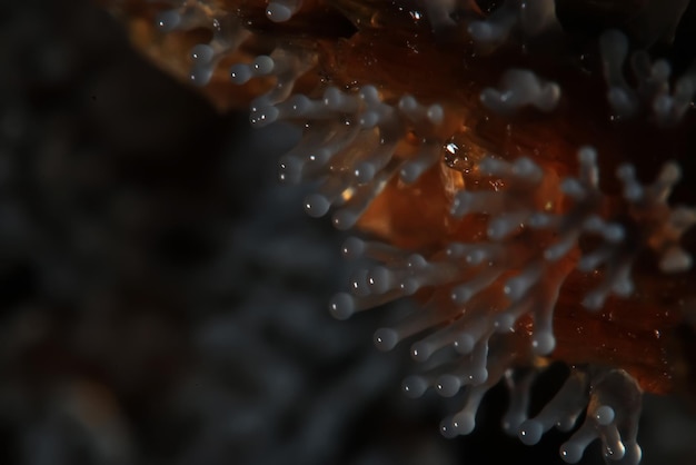 Coral mushroom on a tree