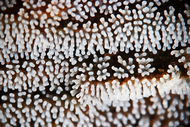 Coral mushroom on a tree