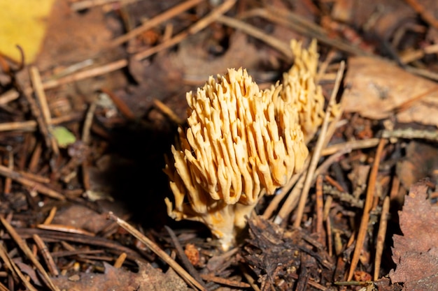 Coral mushrooms ramaria eumorpha growing in natural environment this mushroom grows