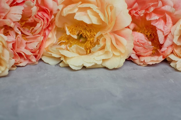 Coral peonies on grey concrete background