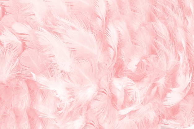 コーラルピンクの羽のテクスチャの背景