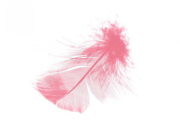 Coral pink feather on white background