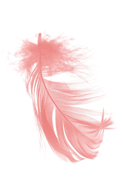 Photo coral pink feather on white background