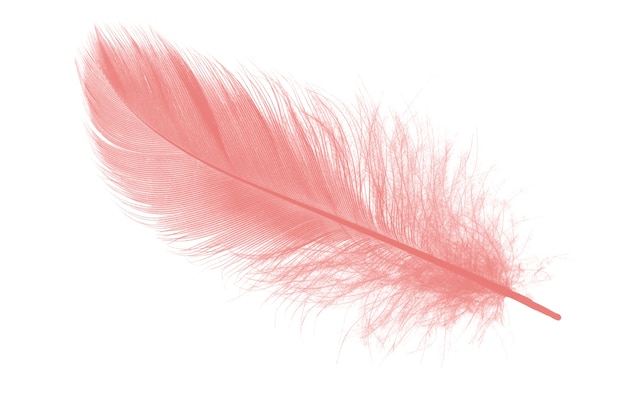 Photo coral pink feather on white background