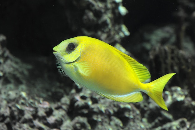 Coral rabbitfish