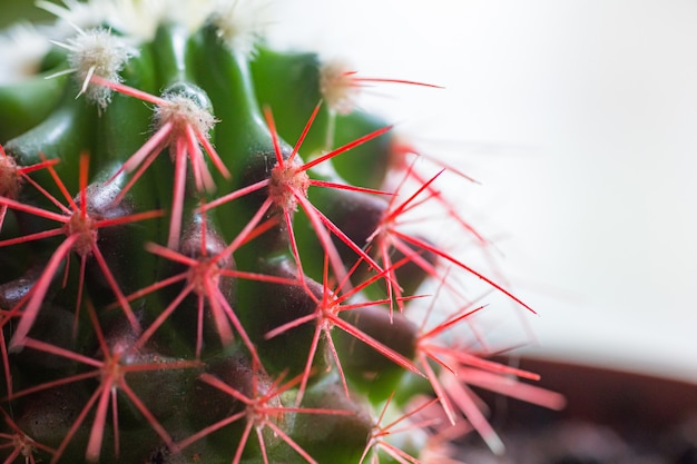 Coral red needles of a cactus. New white needles on a cactus.