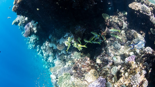 Coral Reef aan de Rode Zee, Egypte. Onderwater landschap met vissen en riffen.