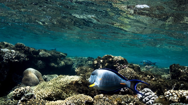 Coral reef aan de rode zee, egypte. onderwater landschap met vissen en riffen.