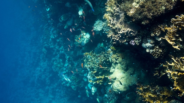 Coral Reef aan de Rode Zee, Egypte. Onderwater landschap met vissen en riffen.