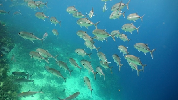 写真 サンゴ礁と熱帯魚フィリピン