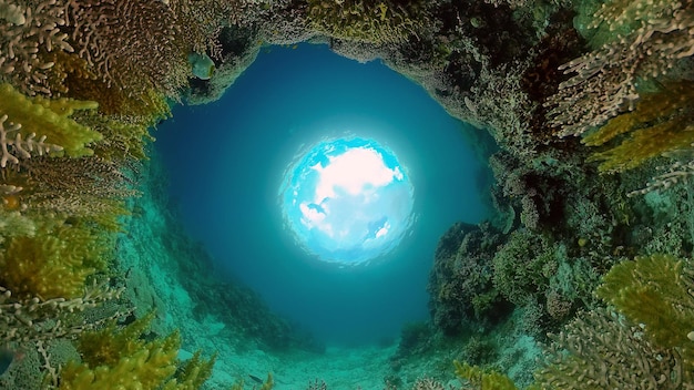 写真 サンゴ礁と熱帯魚 フィリピン