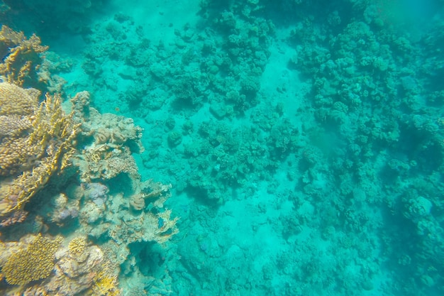 Coral reef in azure sea water at the bottom