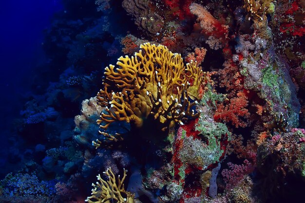 サンゴ礁の背景、水中海洋生物生態系海海