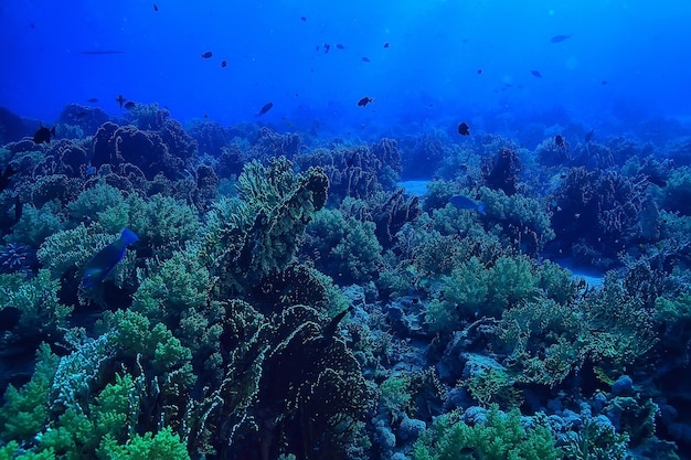 Coral reef background, underwater marine life ecosystem ocean sea