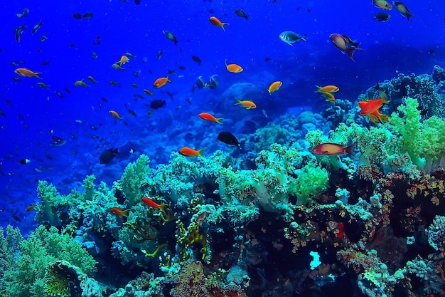 サンゴ礁の背景、水中海洋生物生態系海海