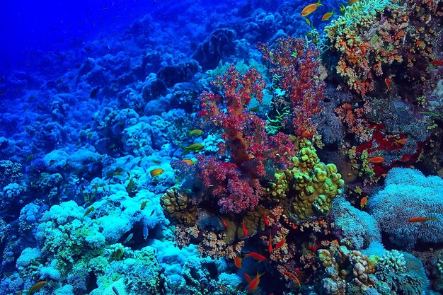 サンゴ礁の背景、水中海洋生物生態系海海