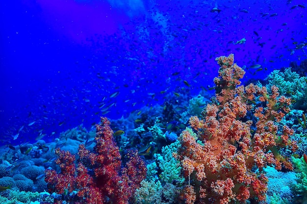 サンゴ礁の背景、水中海洋生物生態系海海