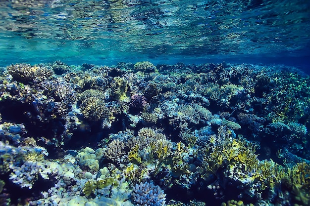 サンゴ礁の背景、水中海洋生物生態系海海