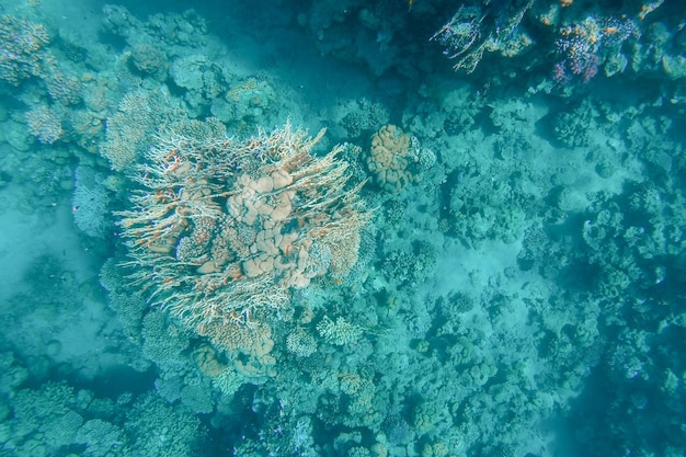 The coral reef at the bottom of the sea is visible through the azure water