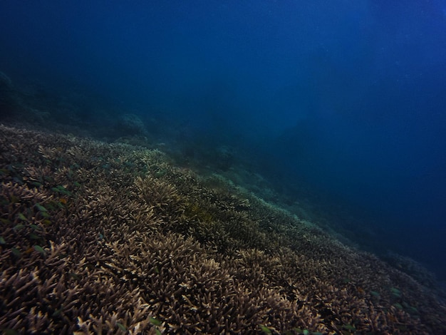 A coral reef is covered in seaweed and is surrounded by a blue ocean.