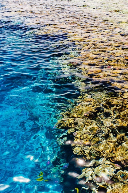 Coral reef and jellyfish through clear water with waves on surface