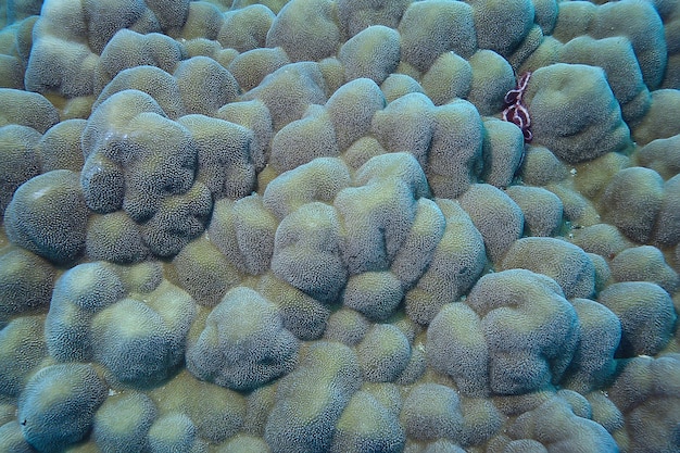 coral reef macro / texture, abstract marine ecosystem background on a coral reef