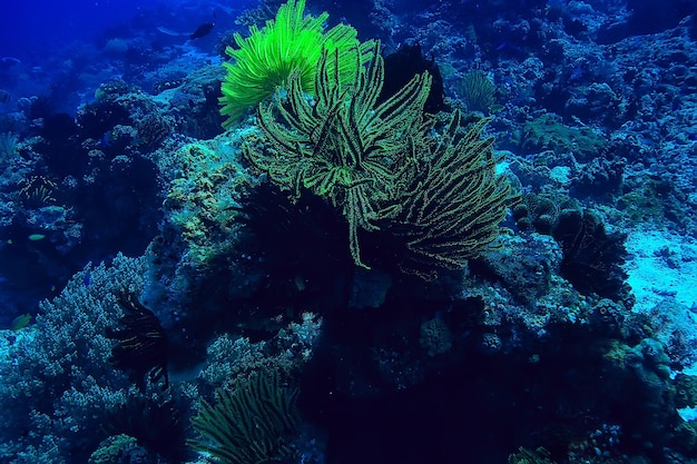 coral reef macro / texture, abstract marine ecosystem background on a coral reef