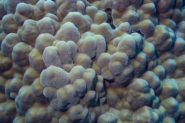 coral reef macro / texture, abstract marine ecosystem background on a coral reef