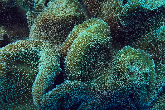 coral reef macro / texture, abstract marine ecosystem background on a coral reef