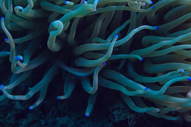 coral reef macro / texture, abstract marine ecosystem background on a coral reef