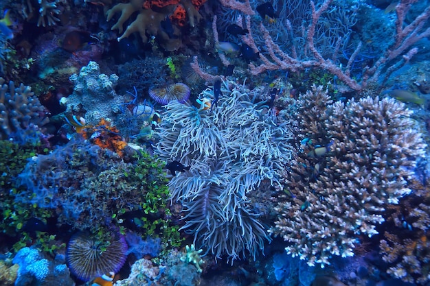 サンゴ礁マクロ/テクスチャ、サンゴ礁の抽象的な海洋生態系の背景
