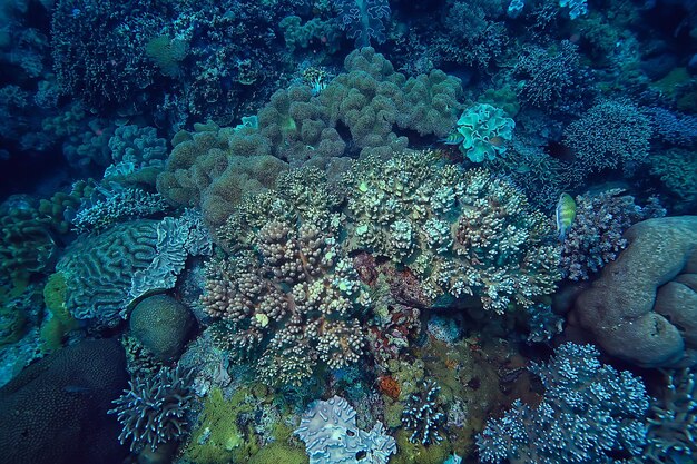 coral reef macro / texture, abstract marine ecosystem background on a coral reef