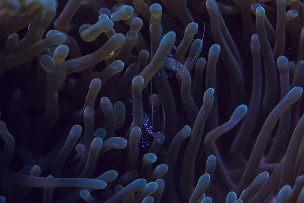 коралловый риф макро / текстура, абстрактный фон морской экосистемы на коралловом рифе