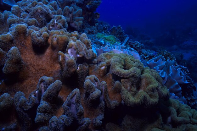 coral reef macro / texture, abstract marine ecosystem background on a coral reef