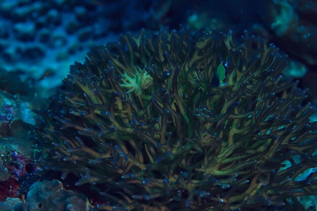 coral reef macro / texture, abstract marine ecosystem background on a coral reef