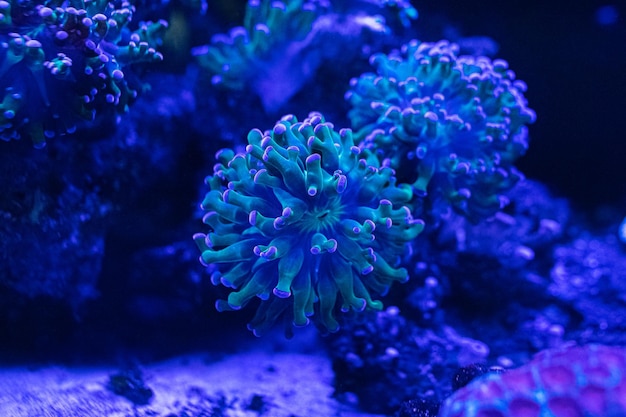 Coral reef in the marine aquarium Coral Euphyllia Torch LPS Euphylliidae Glabrenscens